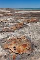 048 Shark Bay, hamelin pool, stromatolites